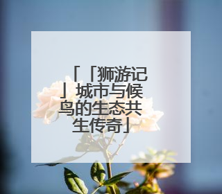 「狮游记」城市与候鸟的生态共生传奇