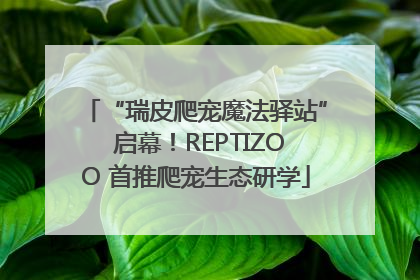 “瑞皮爬宠魔法驿站” 启幕！REPTIZOO 首推爬宠生态研学