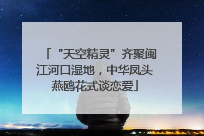 “天空精灵”齐聚闽江河口湿地，中华凤头燕鸥花式谈恋爱