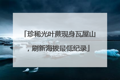 珍稀光叶蕨现身瓦屋山，刷新海拔最低纪录