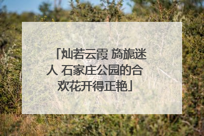 灿若云霞 旖旎迷人 石家庄公园的合欢花开得正艳