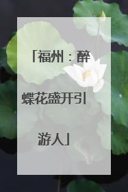 福州：醉蝶花盛开引游人