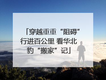 穿越重重“阻碍”行进百公里 看华北豹“搬家”记