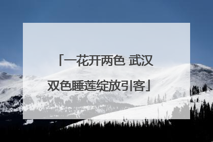 一花开两色 武汉双色睡莲绽放引客