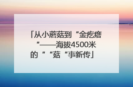 从小蘑菇到“金疙瘩“——海拔4500米的““菇“事新传