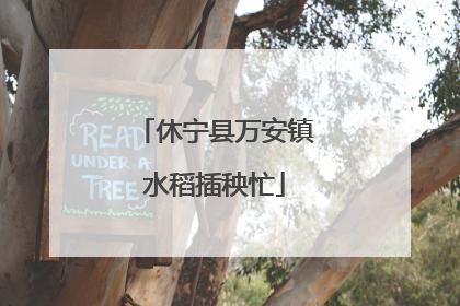 休宁县万安镇水稻插秧忙