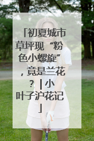 初夏城市草坪现“粉色小螺旋”，竟是兰花？ | 小叶子沪花记