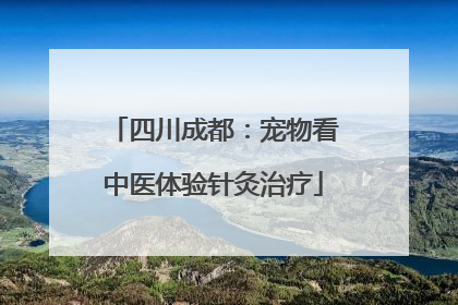 四川成都：宠物看中医体验针灸治疗