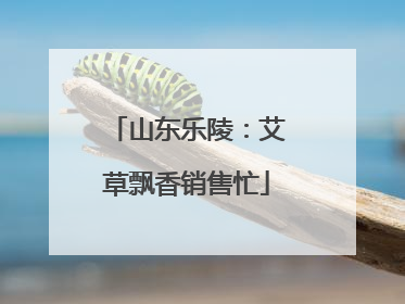 山东乐陵：艾草飘香销售忙