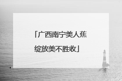 广西南宁美人蕉绽放美不胜收