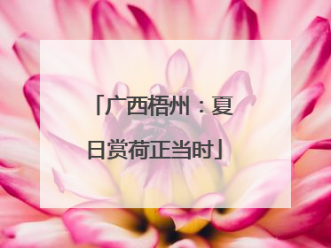 广西梧州：夏日赏荷正当时
