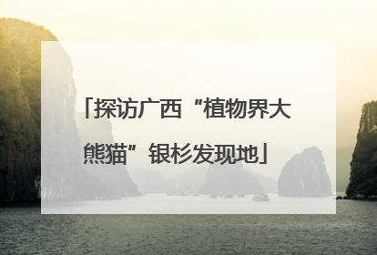 探访广西“植物界大熊猫”银杉发现地
