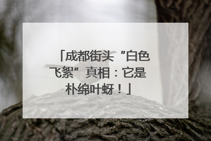 成都街头“白色飞絮”真相：它是朴绵叶蚜！