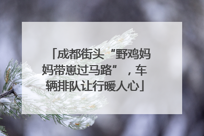 成都街头“野鸡妈妈带崽过马路”，车辆排队让行暖人心