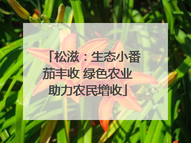 松滋：生态小番茄丰收 绿色农业助力农民增收