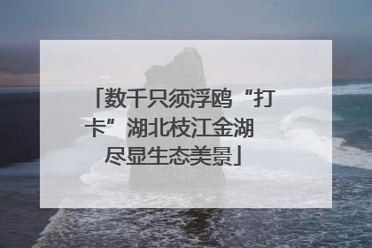 数千只须浮鸥“打卡”湖北枝江金湖 尽显生态美景