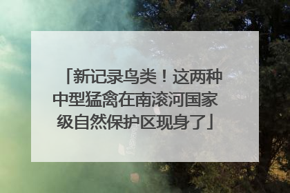 新记录鸟类！这两种中型猛禽在南滚河国家级自然保护区现身了