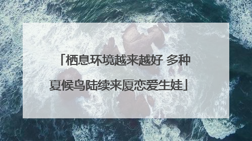 栖息环境越来越好 多种夏候鸟陆续来厦恋爱生娃