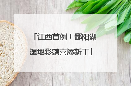 江西首例！鄱阳湖湿地彩鹮喜添新丁