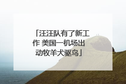 汪汪队有了新工作 美国一机场出动牧羊犬驱鸟