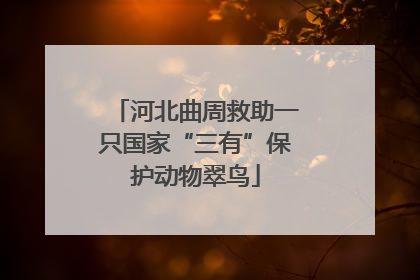 河北曲周救助一只国家“三有”保护动物翠鸟