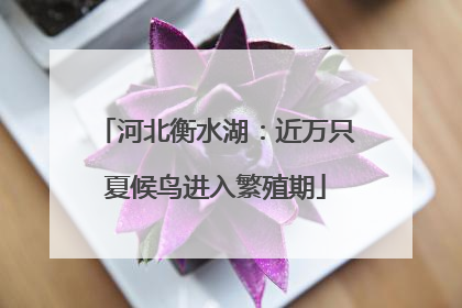 河北衡水湖：近万只夏候鸟进入繁殖期