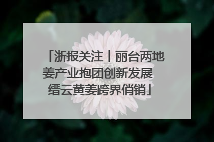 浙报关注丨丽台两地姜产业抱团创新发展 缙云黄姜跨界俏销