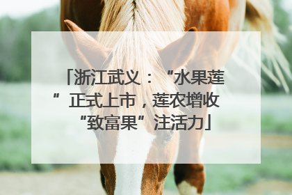 浙江武义：“水果莲”正式上市，莲农增收“致富果”注活力