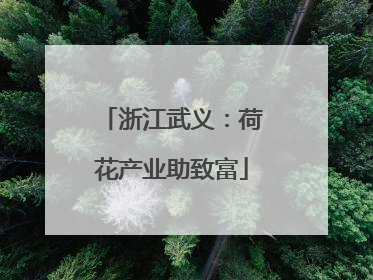 浙江武义：荷花产业助致富