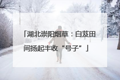 湖北崇阳烟草：白芨田间扬起丰收“号子”