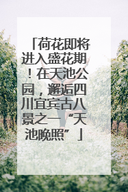 荷花即将进入盛花期！在天池公园，邂逅四川宜宾古八景之一“天池晚照”
