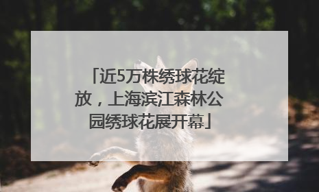 近5万株绣球花绽放，上海滨江森林公园绣球花展开幕