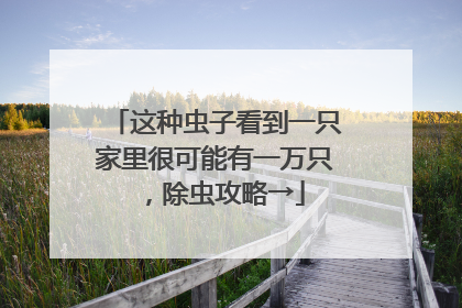 这种虫子看到一只家里很可能有一万只，除虫攻略→