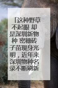 这种野草不起眼 却是深圳新物种 密穗砖子苗现身光明，近年来深圳物种名录不断刷新