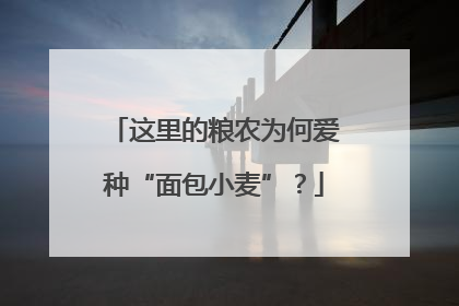 这里的粮农为何爱种“面包小麦”？