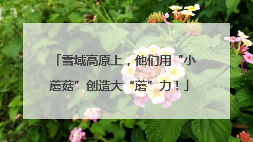 雪域高原上，他们用“小蘑菇”创造大“蘑”力！