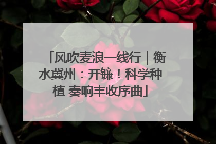 风吹麦浪一线行｜衡水冀州：开镰！科学种植 奏响丰收序曲