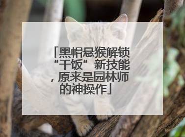 黑帽悬猴解锁“干饭”新技能，原来是园林师的神操作